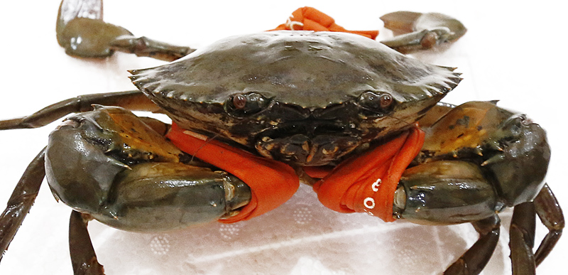 Nằm Mơ Thấy Cua Báo Điềm Gì? 55+ Con Số May Mắn 2026 3 mơ thấy bắt được nhiều cua