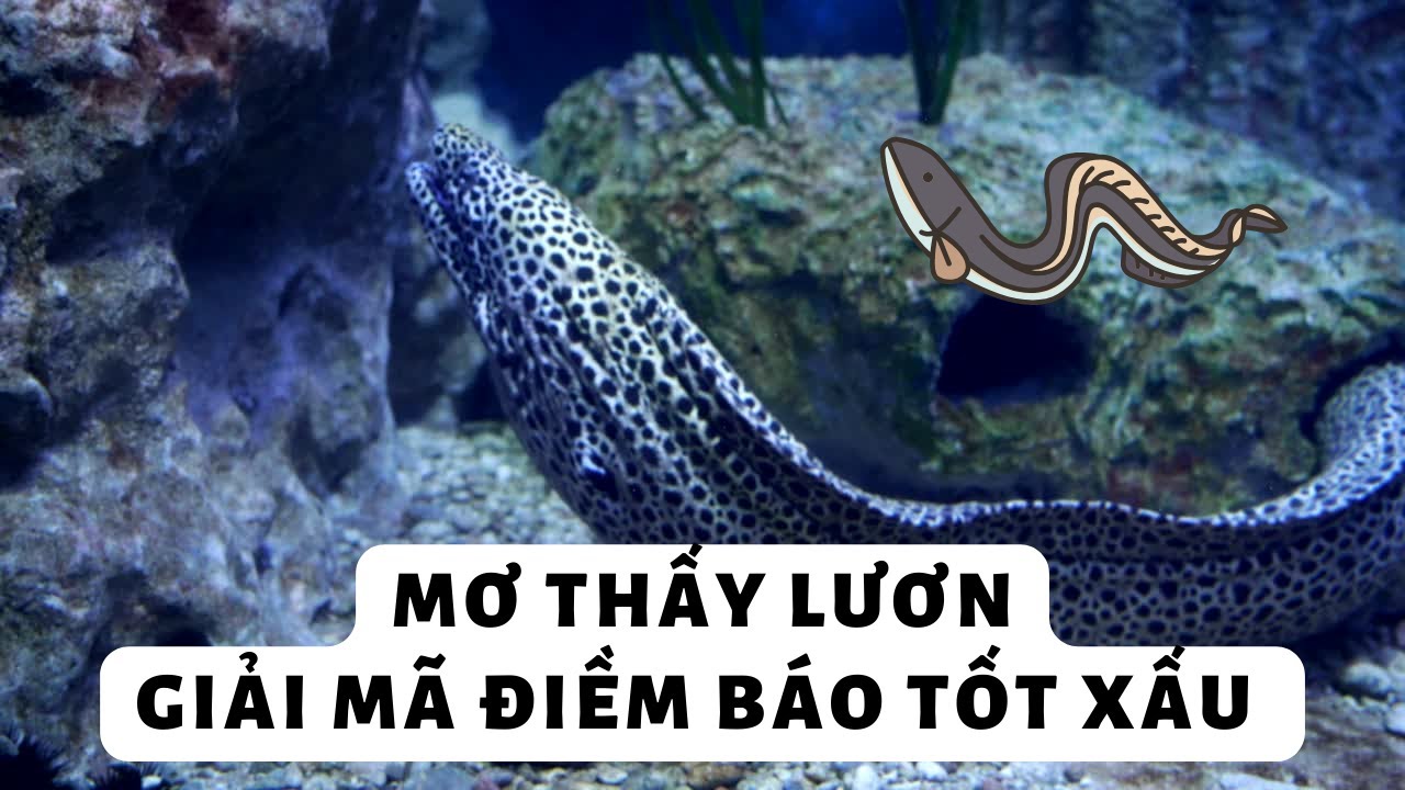 Mơ Thấy Lươn Giải Mã 35+ Điềm Báo Tốt Xấu Và Con Số May Mắn 2 mơ thấy bắt được lươn