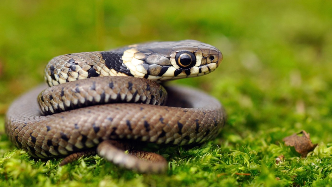 Nằm mơ thấy rắn cắn vào tay trái liên quan đến các mối quan hệ