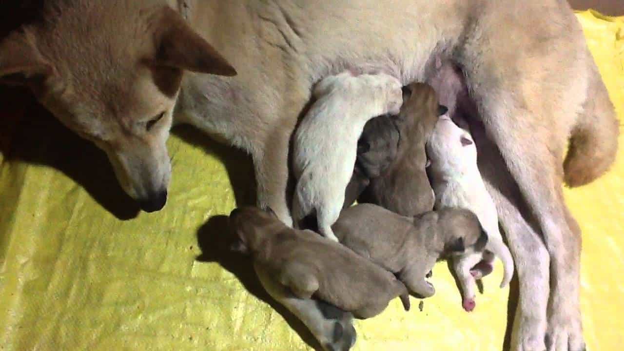 Nằm mơ thấy chó Giải mã 55+ điềm báo và con số may mắn 1 giải mã nằm mơ thấy chó