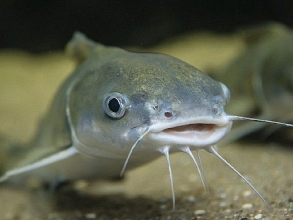 Nằm Mơ Thấy Cá Trê Giải Mã 35+ Điềm Báo Tốt Xấu Năm 2026 3 Nằm mơ thấy cá trê vàng điềm báo phú quý