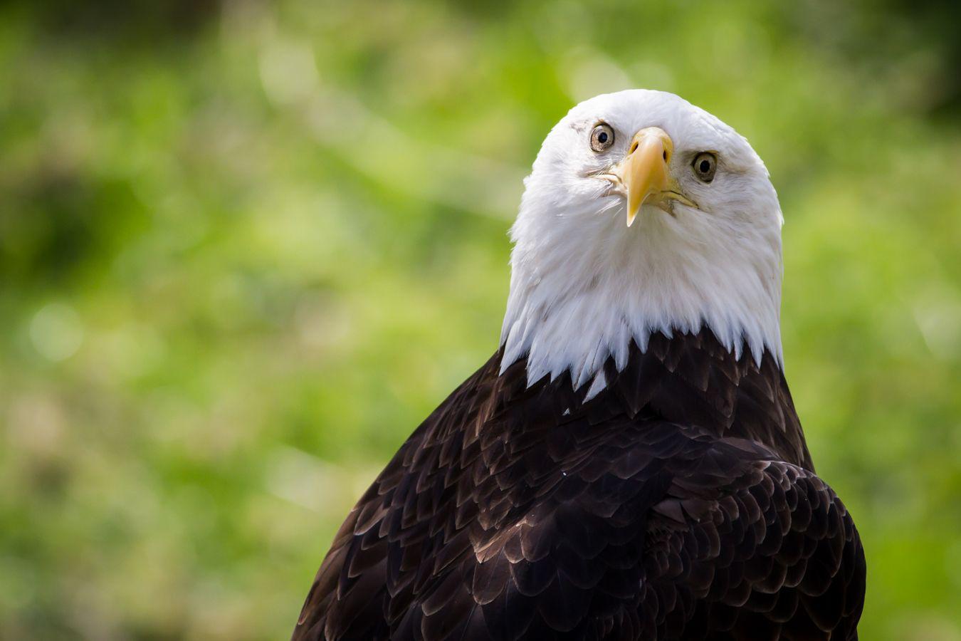 Mơ Thấy Đại Bàng Điềm Báo Gì & Con Số May Mắn 2026 4 nằm mơ thấy đại bàng trắng