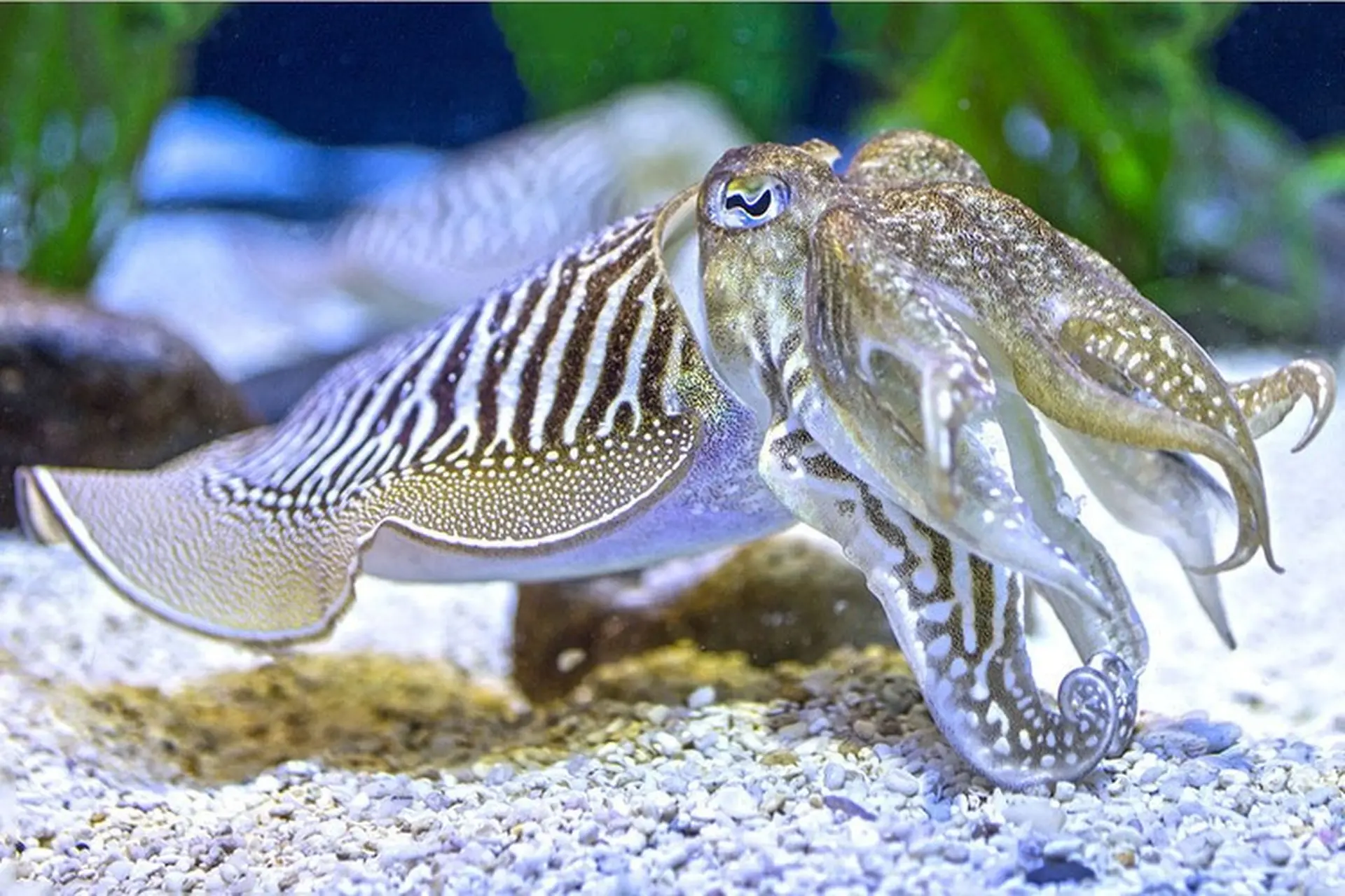 Mơ Thấy Mực Điềm Báo Gì? Đánh Con Gì Trúng Lớn 2026 2 nằm mơ thấy mực khổng lồ