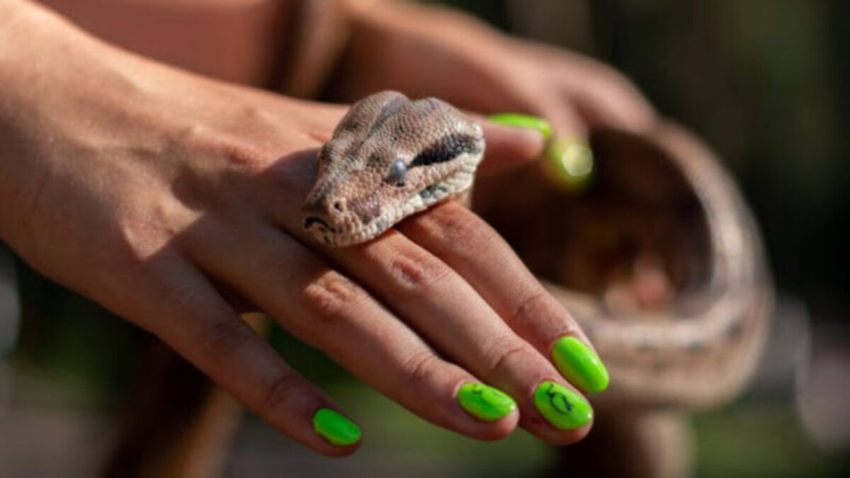 Mơ thấy rắn cắn vào tay phải là điềm báo về công danh sự nghiệp