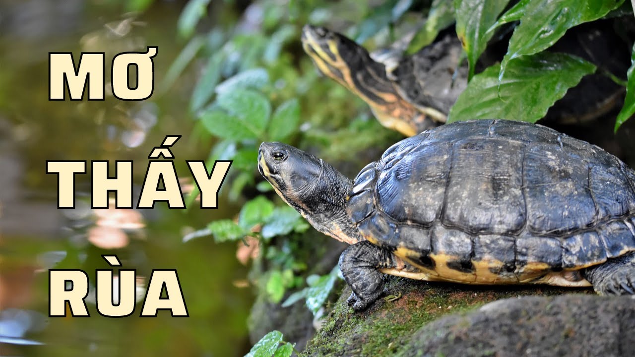 Mơ thấy rùa là điềm gì? Giải mã giấc mơ và con số may mắn 7 mơ thấy 2 con rùa