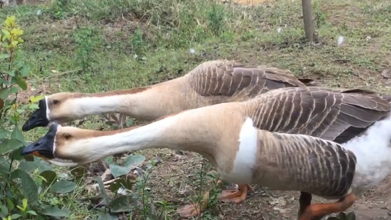 Mơ Thấy Ngỗng Giải Mã Điềm Báo và Con Số May Mắn 2026 5 mơ thấy ngỗng đẻ trứng