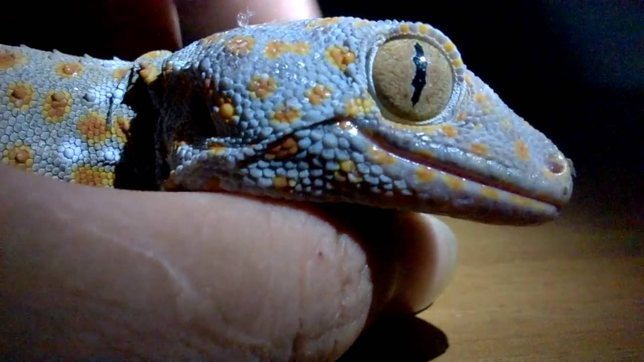 nằm mơ thấy tắc kè đang kêu