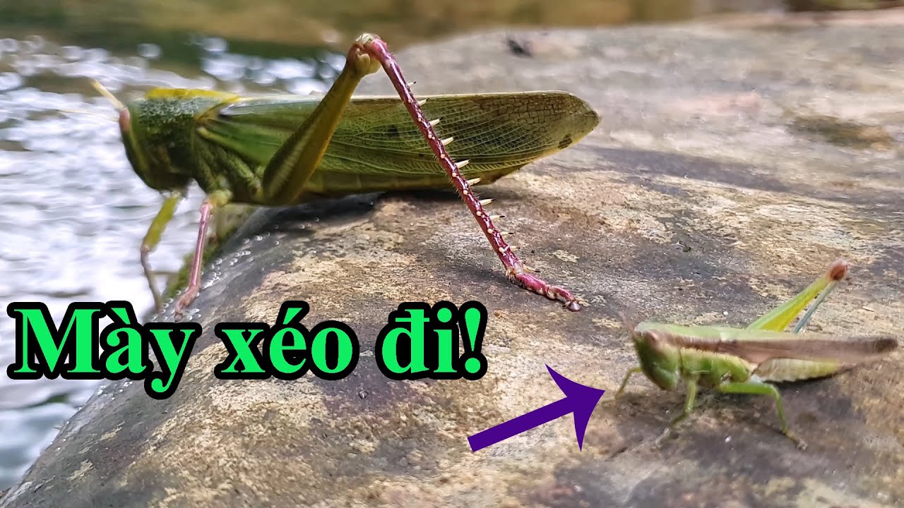 nằm mơ thấy một đàn châu chấu