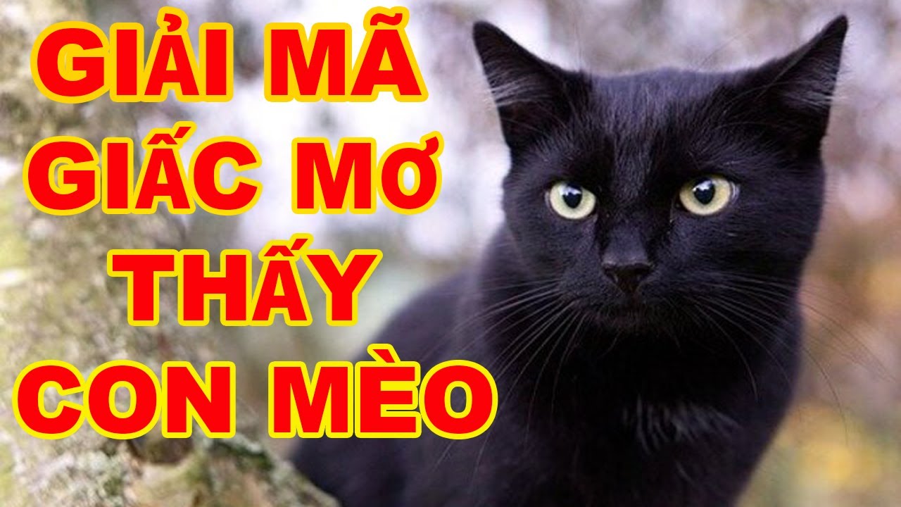 Giải Mã Nằm Mơ Thấy Mèo 50+ Điềm Báo & Số May Mắn 2026 6 mơ thấy bị mèo cắn