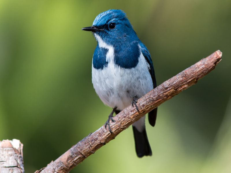 Nằm Mơ Thấy Chim Là Điềm Gì? Giải Mã Con Số May Mắn 2026 2 Mơ thấy chim bay vào nhà là điềm báo tốt