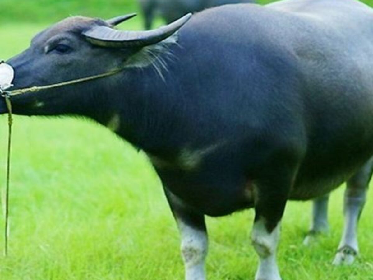 Nằm Mơ Thấy Trâu Điềm Gì? Giải Mã 20+ Giấc Mơ & Con Số 4 Nằm mơ thấy trâu vàng