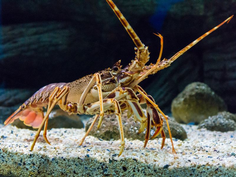 ý nghĩa phong thủy của tôm