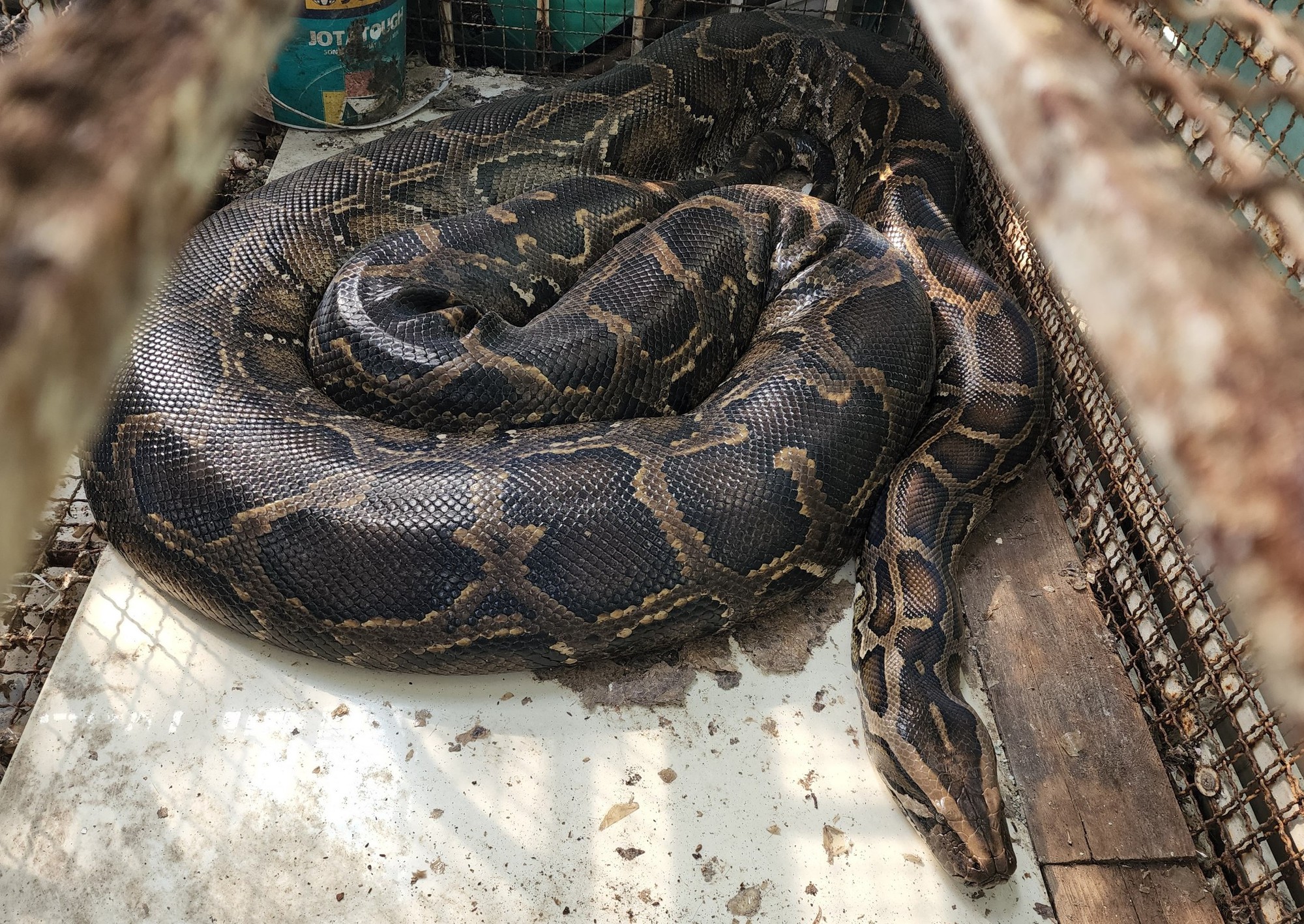 Mơ Thấy Trăn Là Điềm Gì? Giải Mã Giấc Mơ và Con Số Lộc 2026 7 nằm mơ thấy trăn