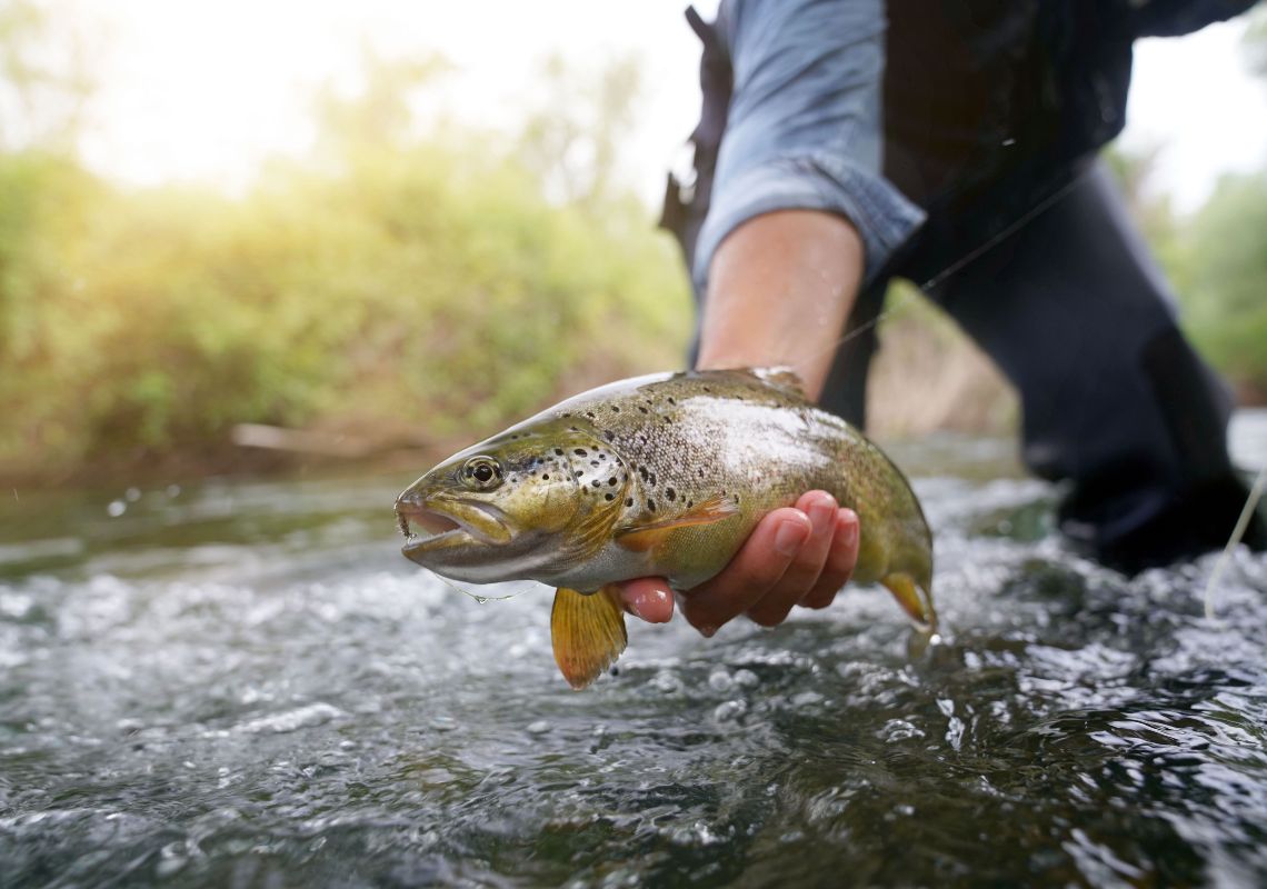Nằm mơ thấy câu cá báo điềm gì? Giải mã 50+ giấc mơ 5 mơ thấy câu cá ở sông lớn