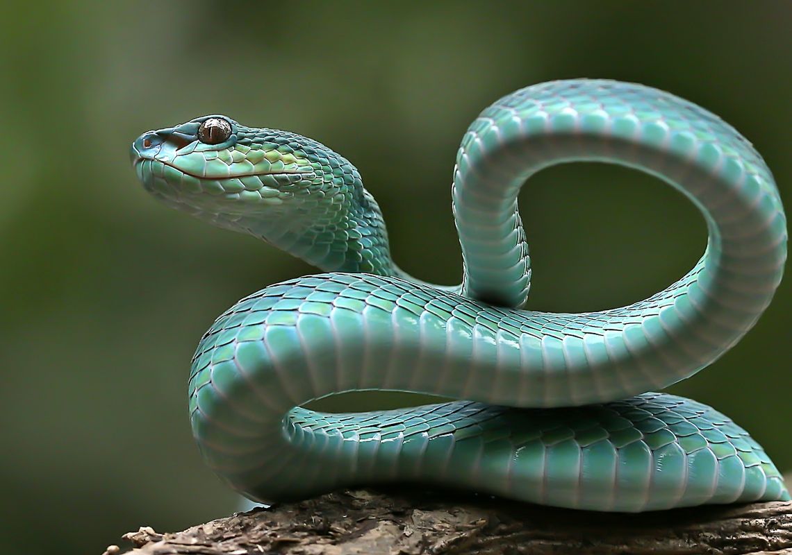 nằm mơ thấy rắn là điềm gì