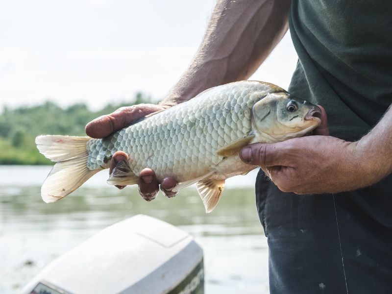 Nằm mơ thấy câu cá báo điềm gì? Giải mã 50+ giấc mơ 4 nằm mơ thấy câu được nhiều cá