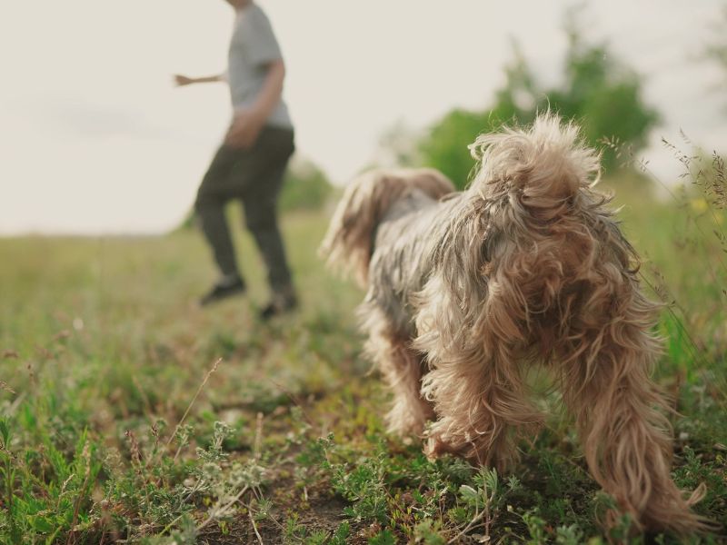 Mơ Bị Chó Đuổi Giải Mã Điềm Báo Tốt Xấu & Số May Mắn 2026 4 mơ bị chó đen đuổi