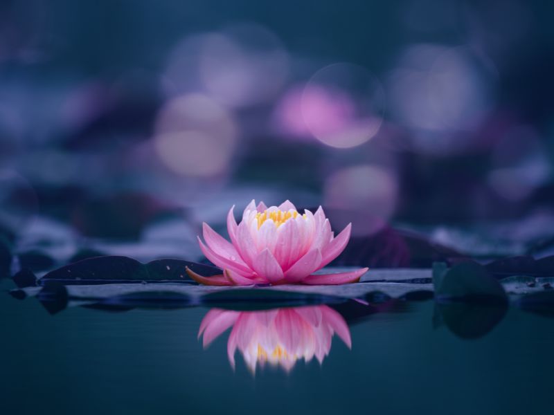 Mơ thấy hoa sen điềm gì