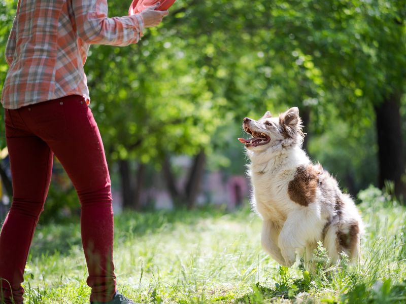 Mơ Bị Chó Đuổi Giải Mã Điềm Báo Tốt Xấu & Số May Mắn 2026 5 mơ bị chó trắng đuổi