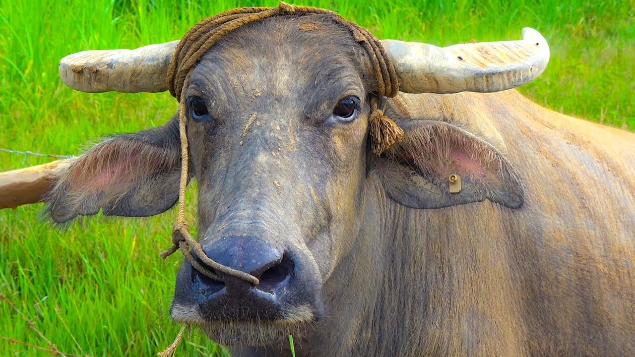 Nằm Mơ Thấy Trâu Điềm Gì? Giải Mã 20+ Giấc Mơ & Con Số 2 Nằm mơ thấy bị trâu rượt đuổi