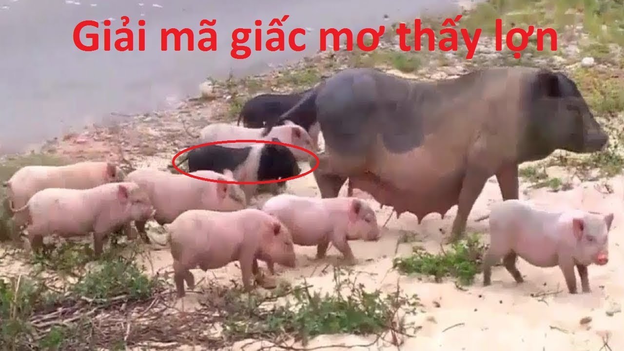 nằm mơ thấy heo đen