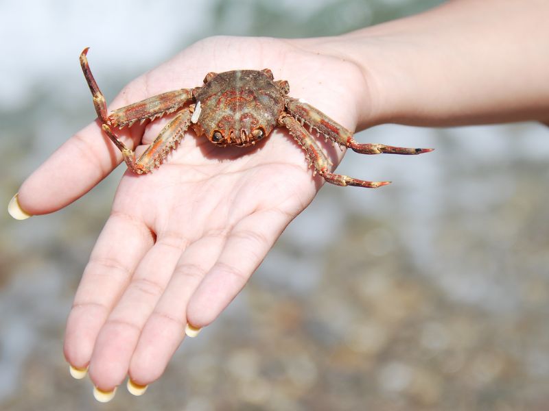 Nằm Mơ Thấy Cua Báo Điềm Gì? 55+ Con Số May Mắn 2026 2 mơ thấy cua kẹp tay