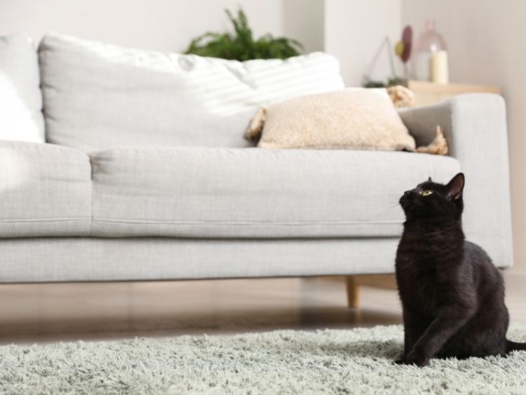 mơ thấy bị mèo đen tấn công