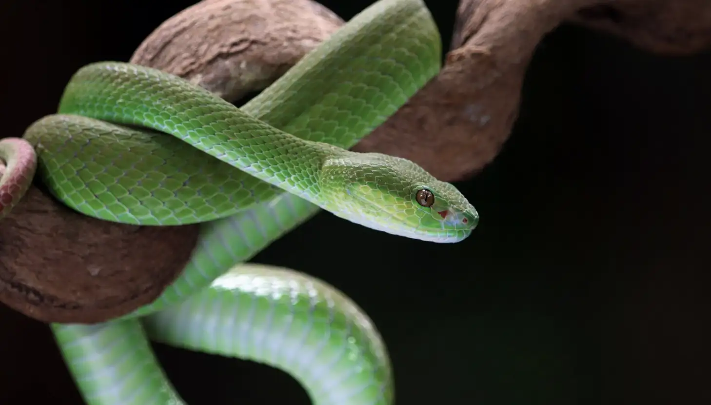 Mơ Thấy Rắn Xanh Điềm Gì? Giải Mã Tốt Xấu & Số May Mắn 2026 1 Giải mã điềm báo chung khi mơ thấy rắn xanh