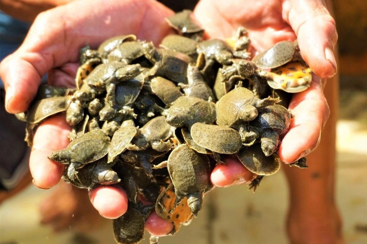 Mơ Thấy Ba Ba Là Điềm Gì? Giải Mã Giấc Mơ Và Con Số May Mắn 3 chiêm bao thấy ba ba bò vào nhà