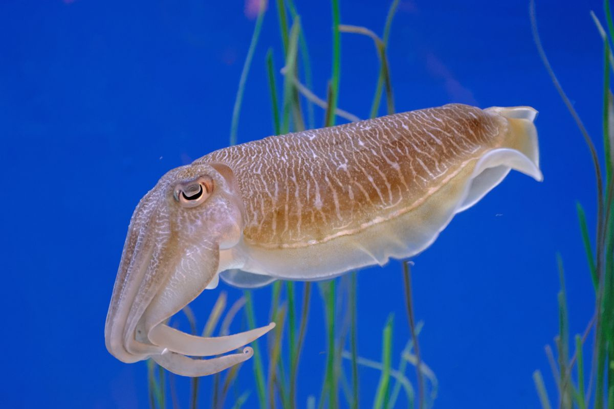 Mơ Thấy Mực Điềm Báo Gì? Đánh Con Gì Trúng Lớn 2026 5 mơ thấy mực đang bơi dưới nước