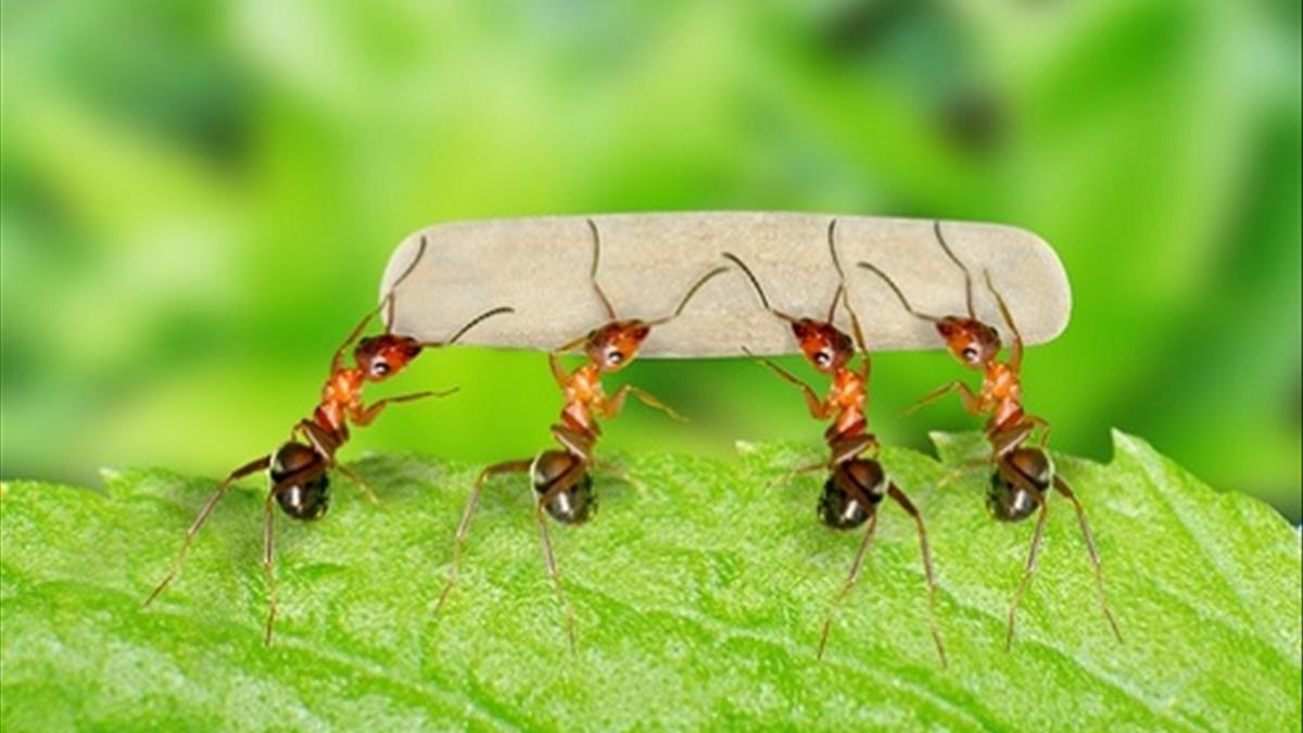 Nằm Mơ Thấy Kiến Giải Mã 35+ Điềm Báo & Con Số May Mắn 5 mơ thấy kiến làm tổ trong nhà