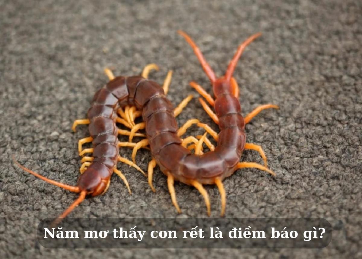 Mơ Thấy Rết 2026 Giải Mã 25+ Điềm Báo & Con Số May Mắn 4 mơ thấy rết bò vào nhà