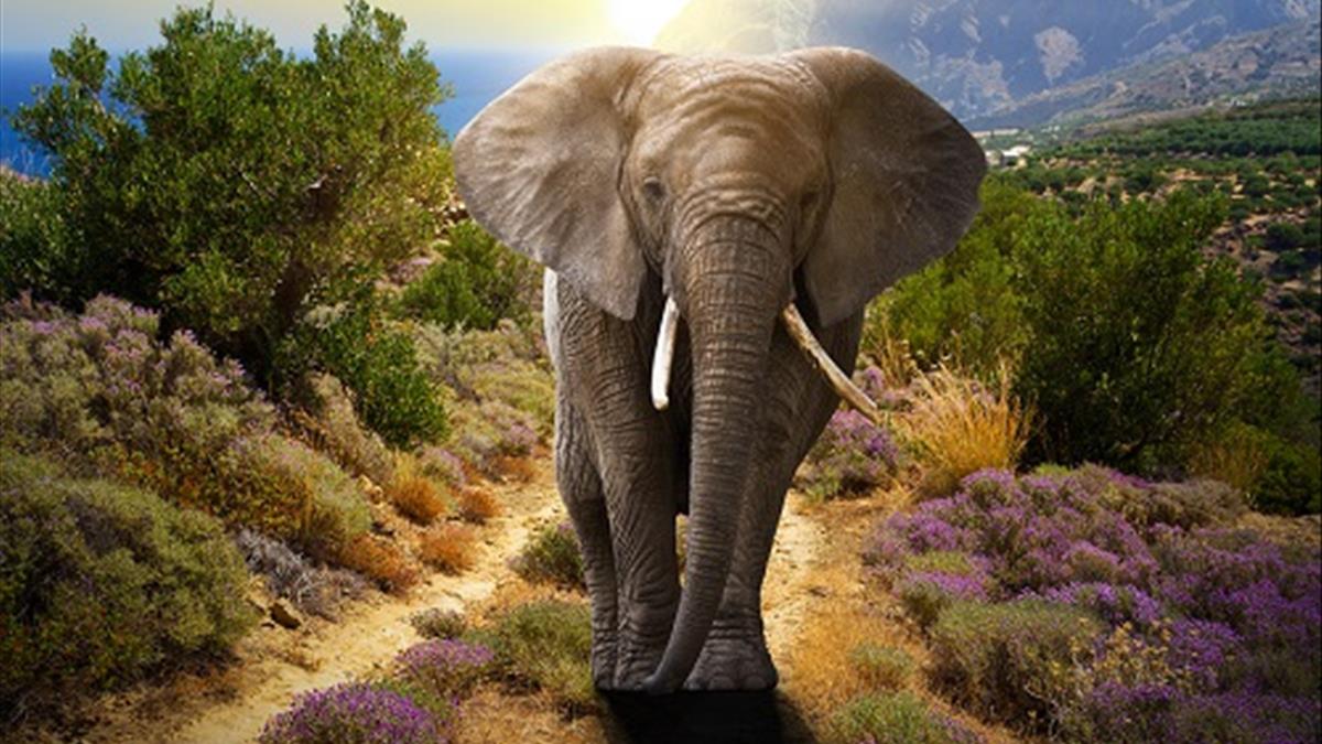 Nằm Mơ Thấy Voi Giải Mã 35+ Điềm Báo Tốt Lành 2026 2 Nằm mơ thấy bị voi rượt đuổi