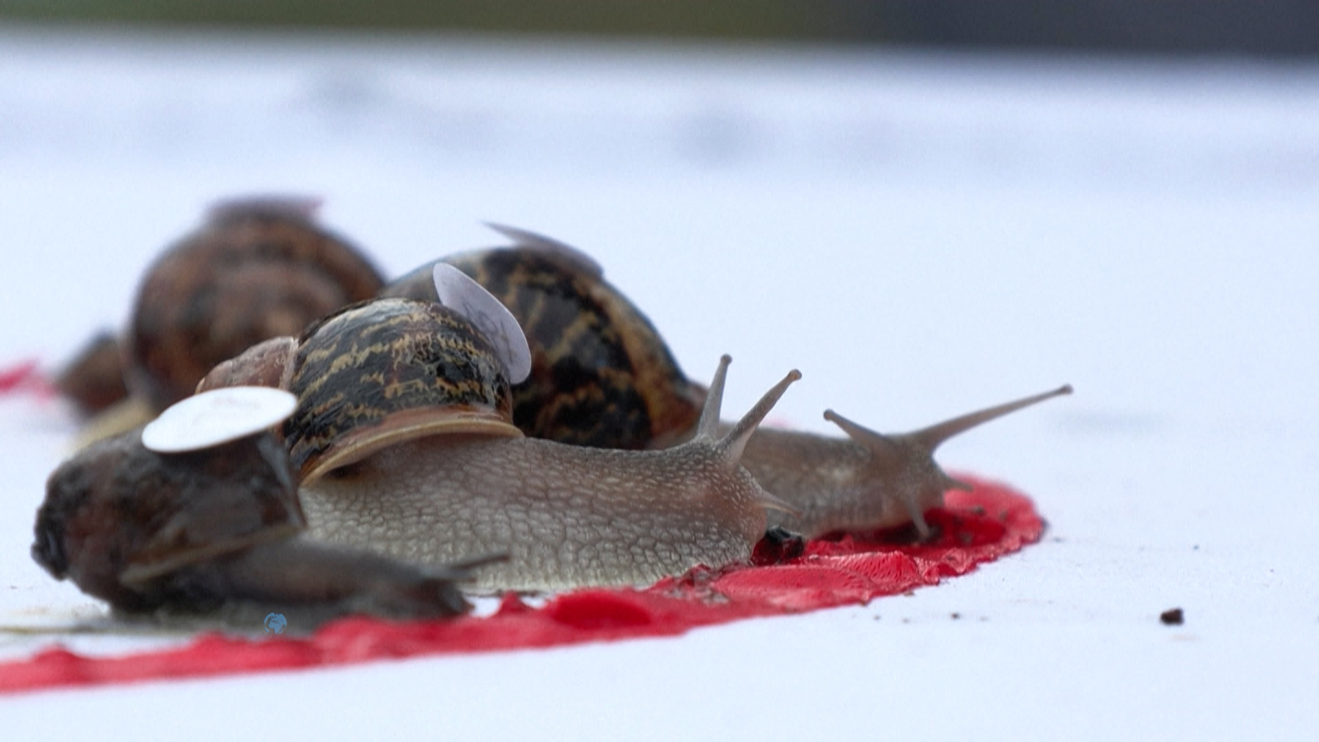 Mơ Thấy Ốc Sên Giải Mã Điềm Báo & Con Số May Mắn 2026 1 giải mã giấc mơ thấy ốc sên