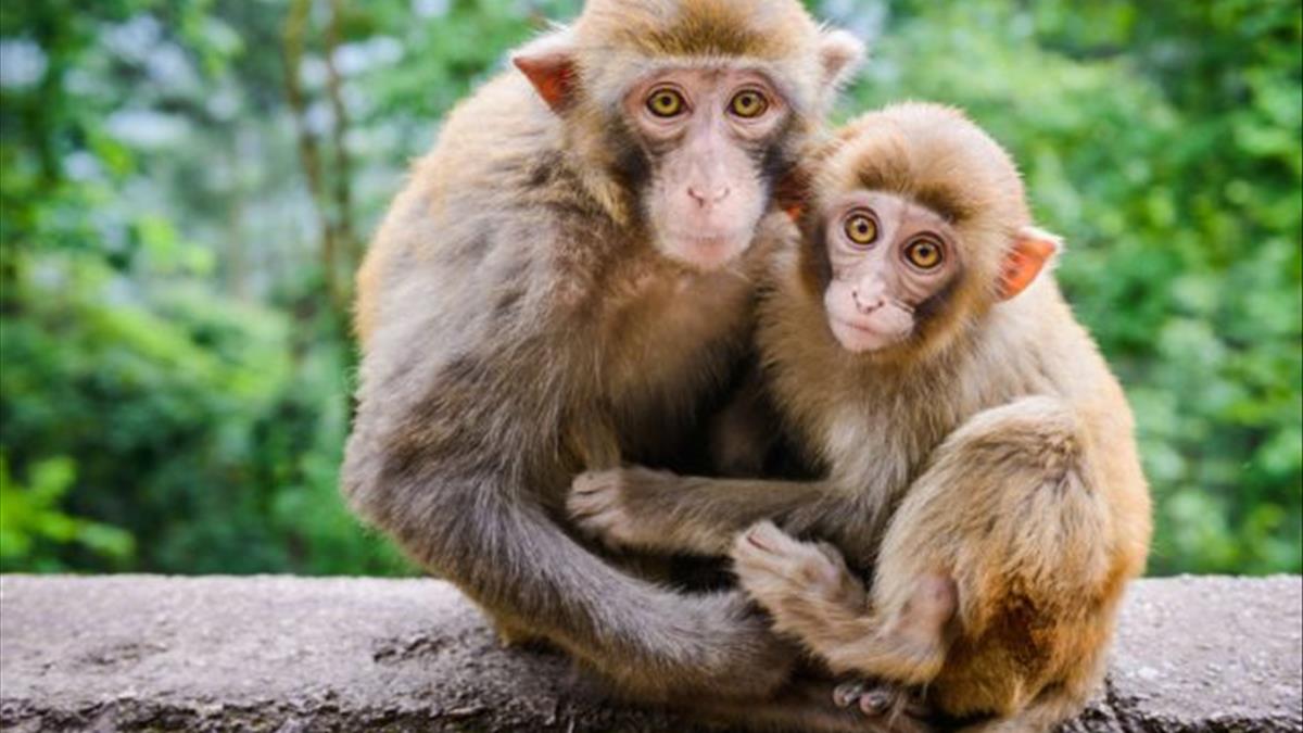 Mơ Thấy Khỉ Giải Mã 30+ Điềm Báo và Con Số May Mắn 2026 6 mơ thấy 2 con khỉ