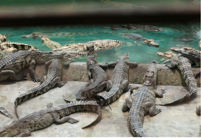 Nằm mơ thấy cá sấu điềm gì? Giải mã 25+ điềm báo và số đẹp 2 nằm mơ thấy cá sấu cắn