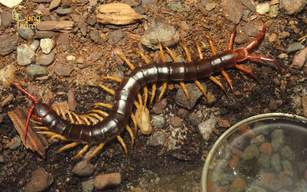 Mơ Thấy Rết 2026 Giải Mã 25+ Điềm Báo & Con Số May Mắn 5 mơ thấy rết đen