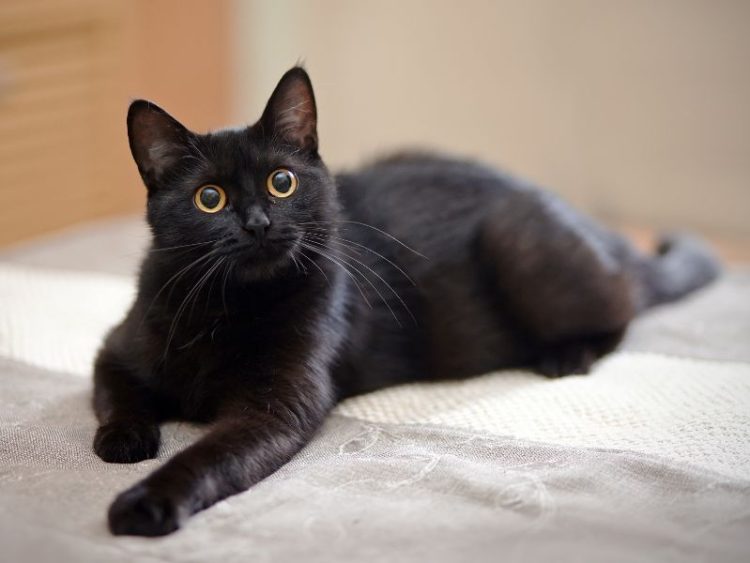 giải mã giấc mơ thấy mèo đen