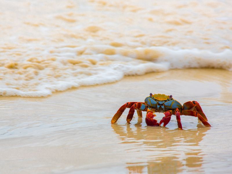 Nằm Mơ Thấy Cua Báo Điềm Gì? 55+ Con Số May Mắn 2026 5 bà bầu nằm mơ thấy cua