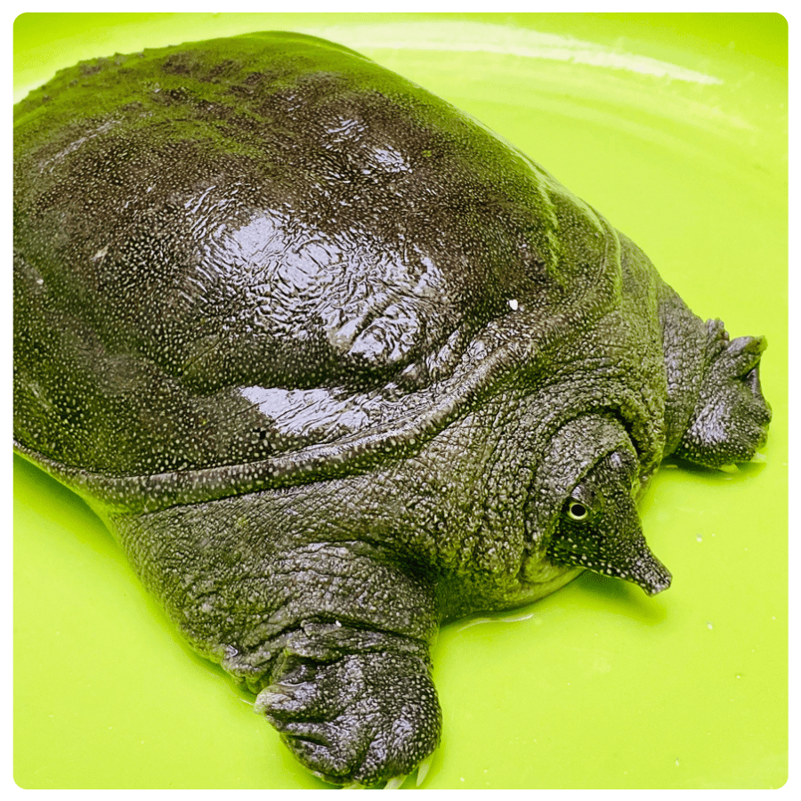 Mơ Thấy Ba Ba Là Điềm Gì? Giải Mã Giấc Mơ Và Con Số May Mắn 4 mơ thấy ăn thịt ba ba