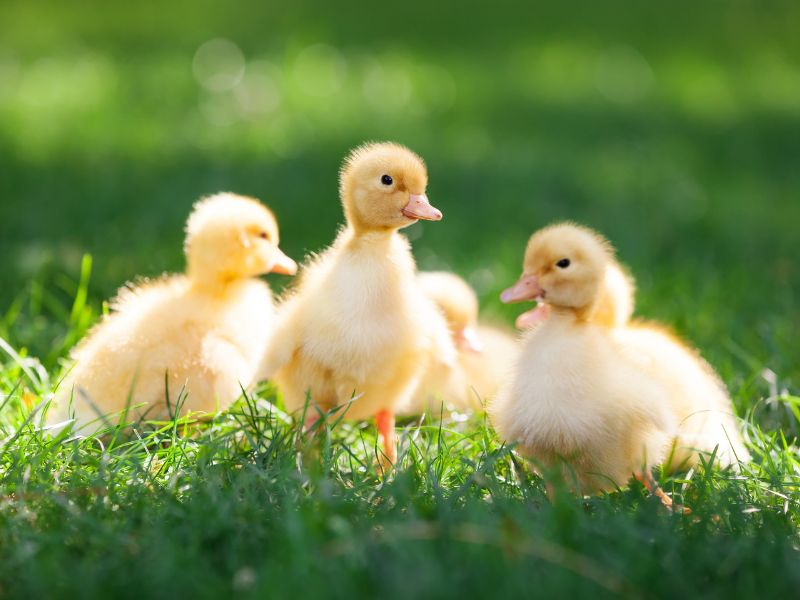 Giải Mã 50+ Giấc Mơ Thấy Vịt Điềm Báo Tốt Hay Xấu 2026 4 mơ thấy vịt đen