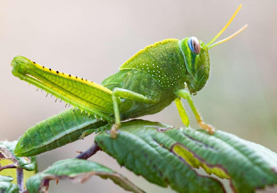 mơ thấy châu chấu xanh