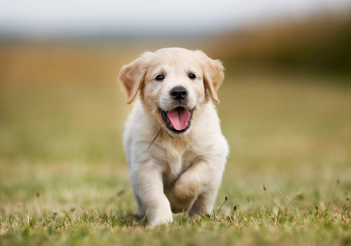 Nằm mơ thấy chó Giải mã 55+ điềm báo và con số may mắn 5 nằm mơ thấy 2 con chó