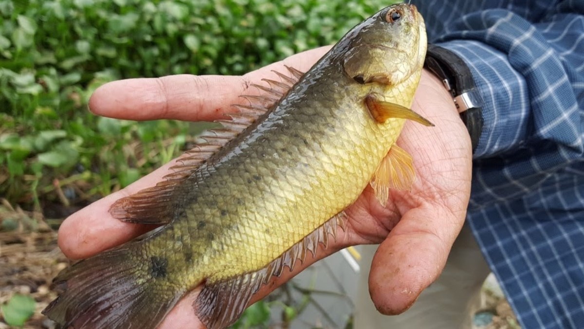 Mơ Bắt Cá Rô Điềm Gì? Báo Hiệu Tài Lộc Và Con Số May Mắn 1 Giải mã giấc mơ bắt cá rô đồng