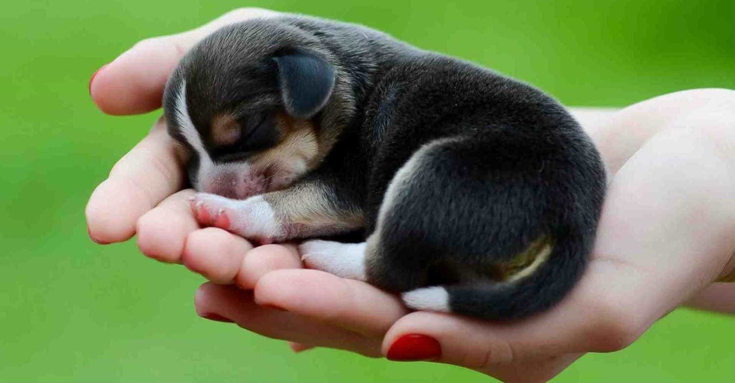 Nằm mơ thấy chó Giải mã 55+ điềm báo và con số may mắn 6 nằm mơ thấy chó đẻ con