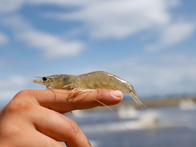 ngủ mơ thấy tôm hùm