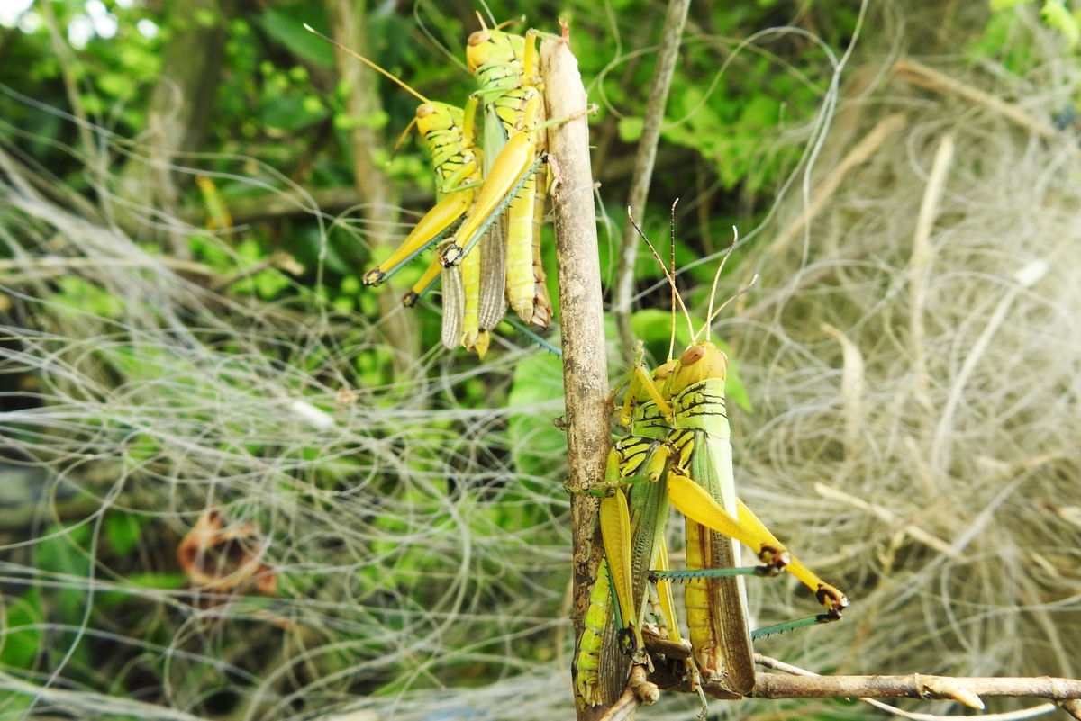 chiêm bao thấy đàn châu chấu