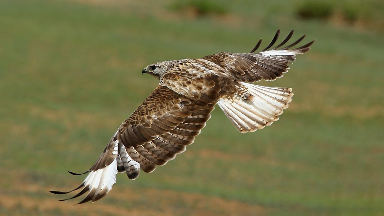 Mơ Thấy Đại Bàng Điềm Báo Gì & Con Số May Mắn 2026 2 nằm mơ thấy đại bàng bay lượn