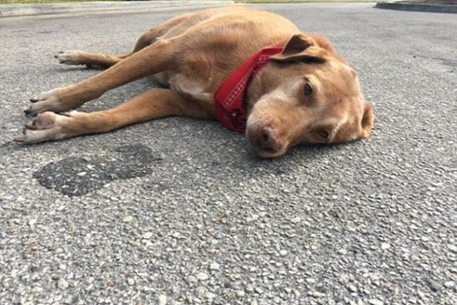 Mơ Thấy Chó Chết Báo Hiệu Gì? Giải Mã & Số May Mắn 2026 2 nằm mơ thấy chó chết