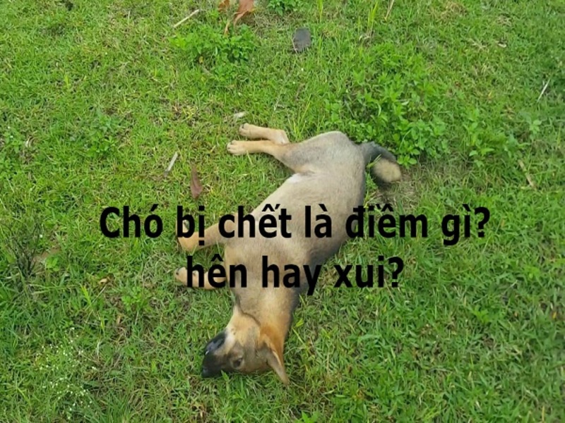 Mơ Thấy Chó Chết Báo Hiệu Gì? Giải Mã & Số May Mắn 2026 3 mơ thấy chó chết điềm gì